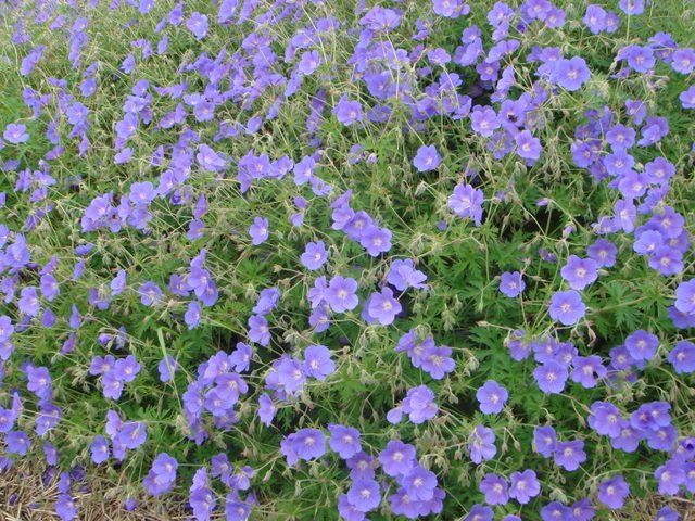 Geranium x 'Orion'